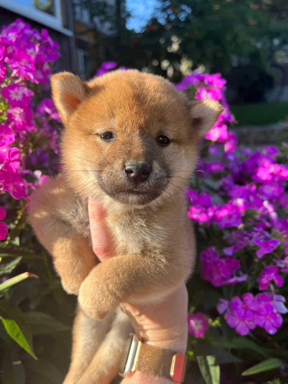 Сиба Rubylight Zoe питомник Рубилайт 