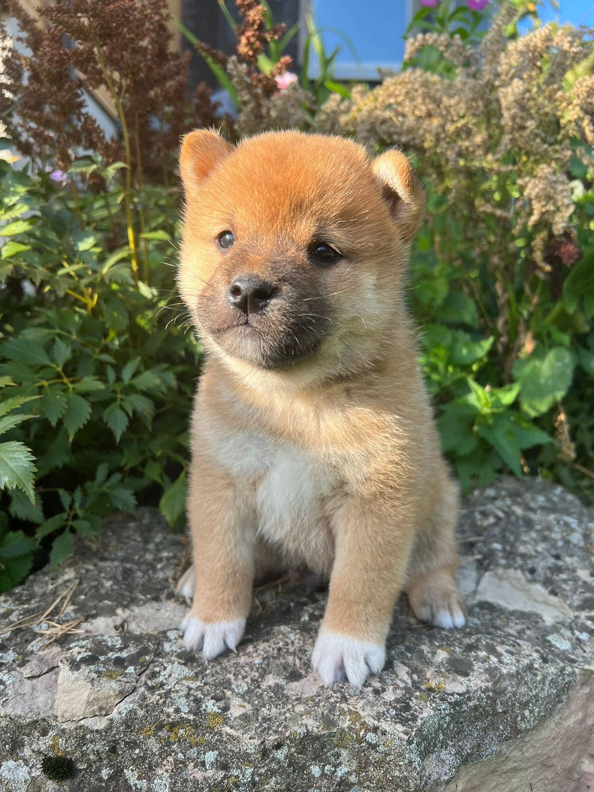 Сиба Rubylight Zack питомник Рубилайт 