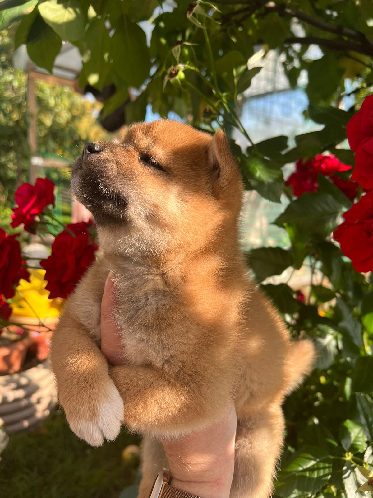 Сиба Rubylight Zack питомник Рубилайт 