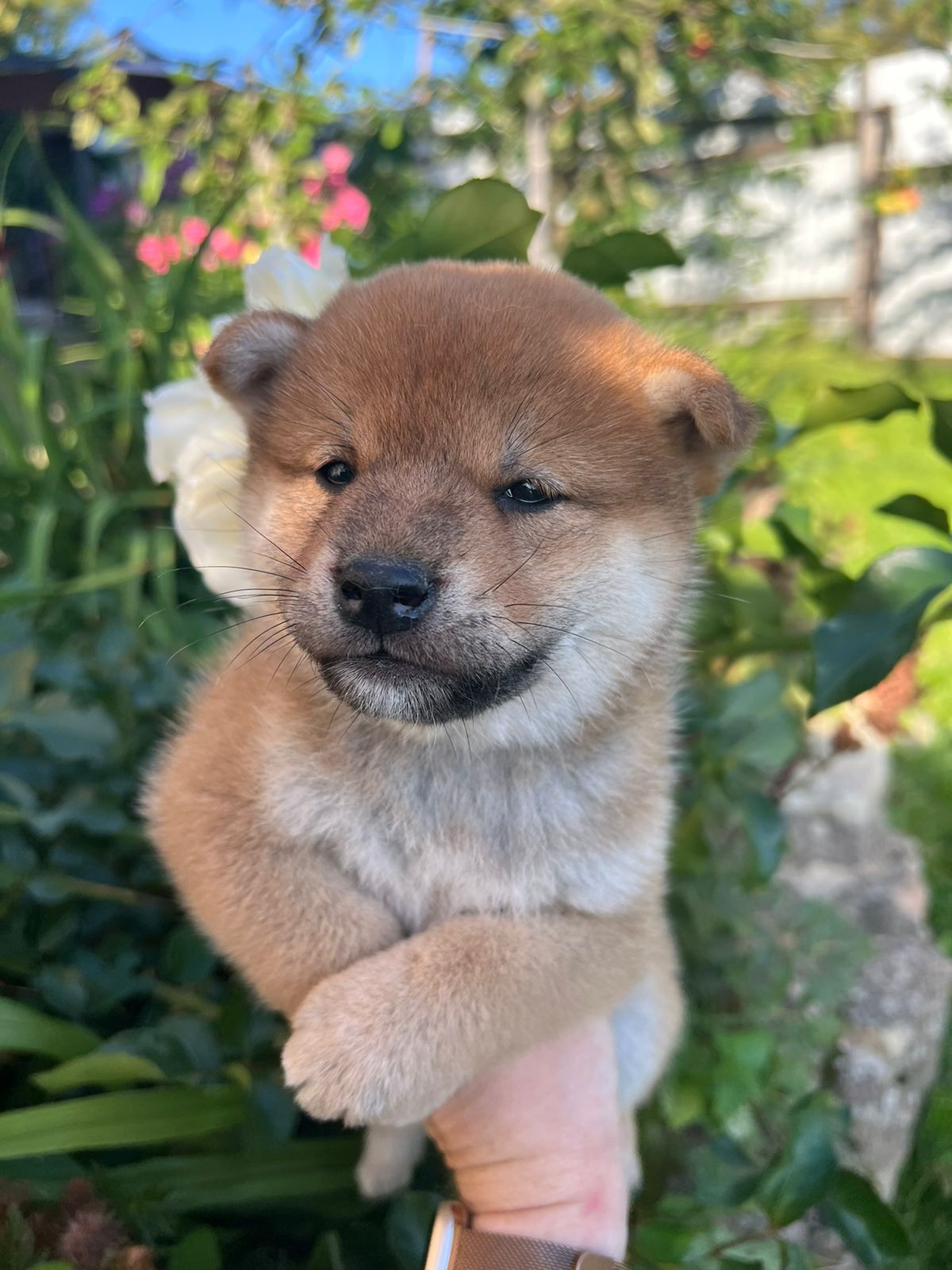 сиба питомник Рубилайт щенки на продажу rubylight  сиба щенки купить СПб Санкт-Петербург 