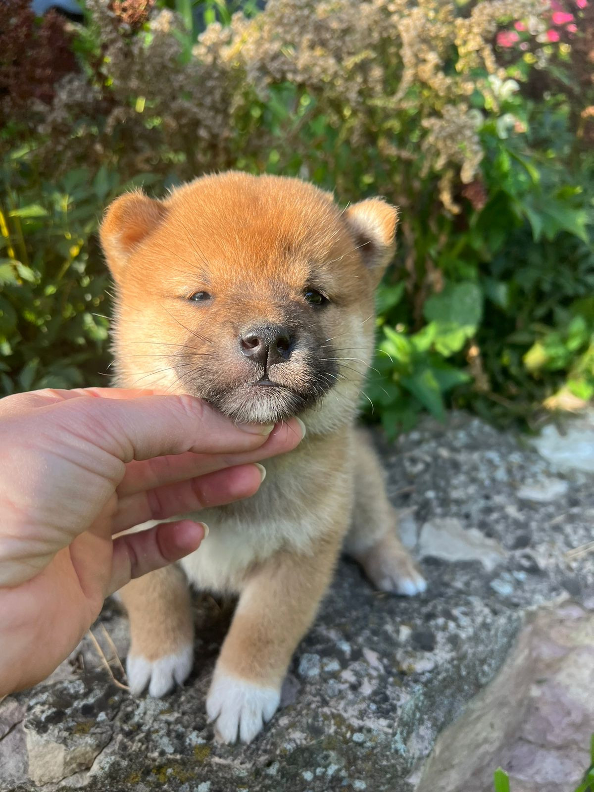 Сиба Rubylight Zack питомник Рубилайт 