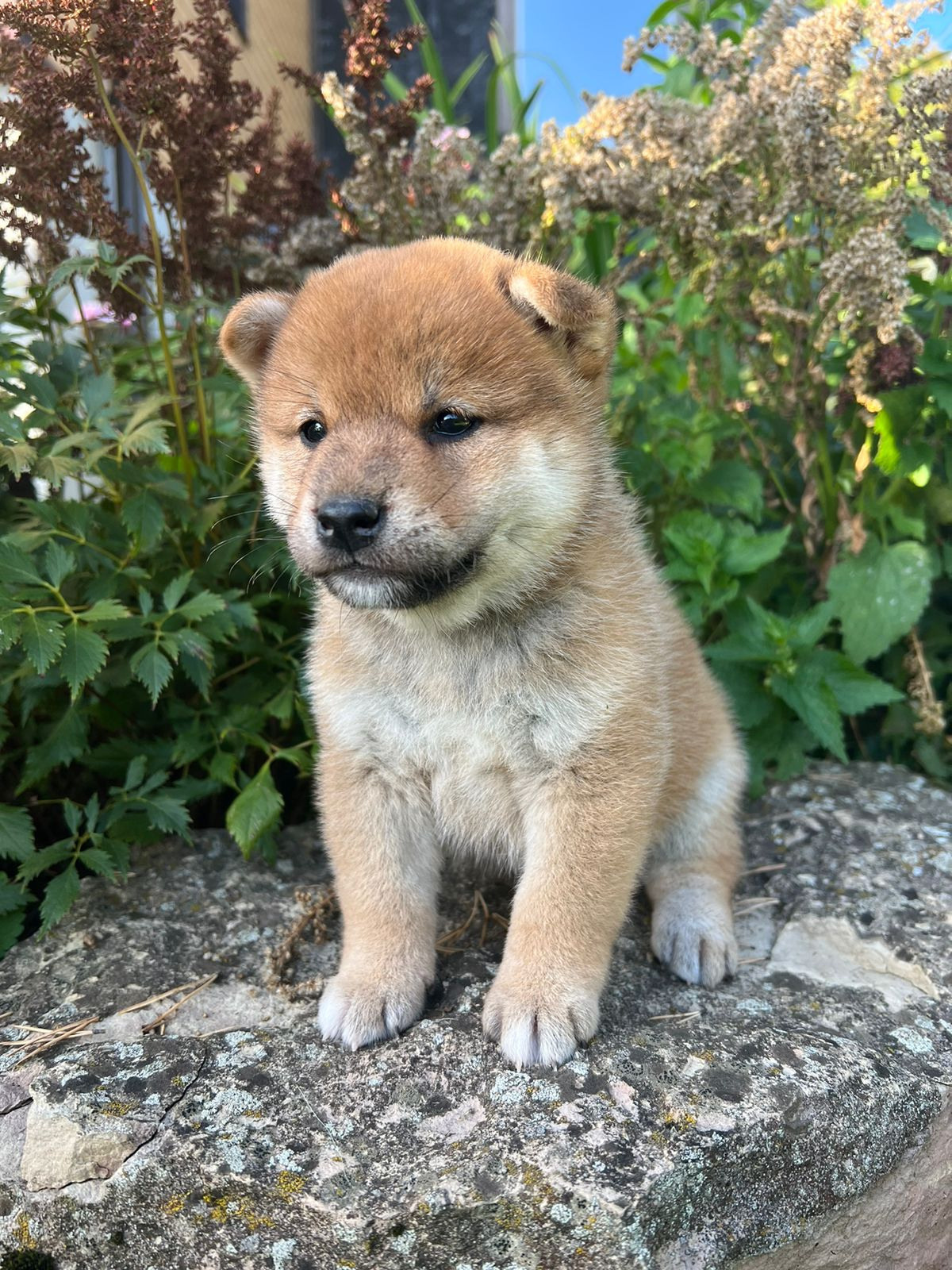 сиба питомник Рубилайт щенки на продажу rubylight  сиба щенки купить СПб Санкт-Петербург 