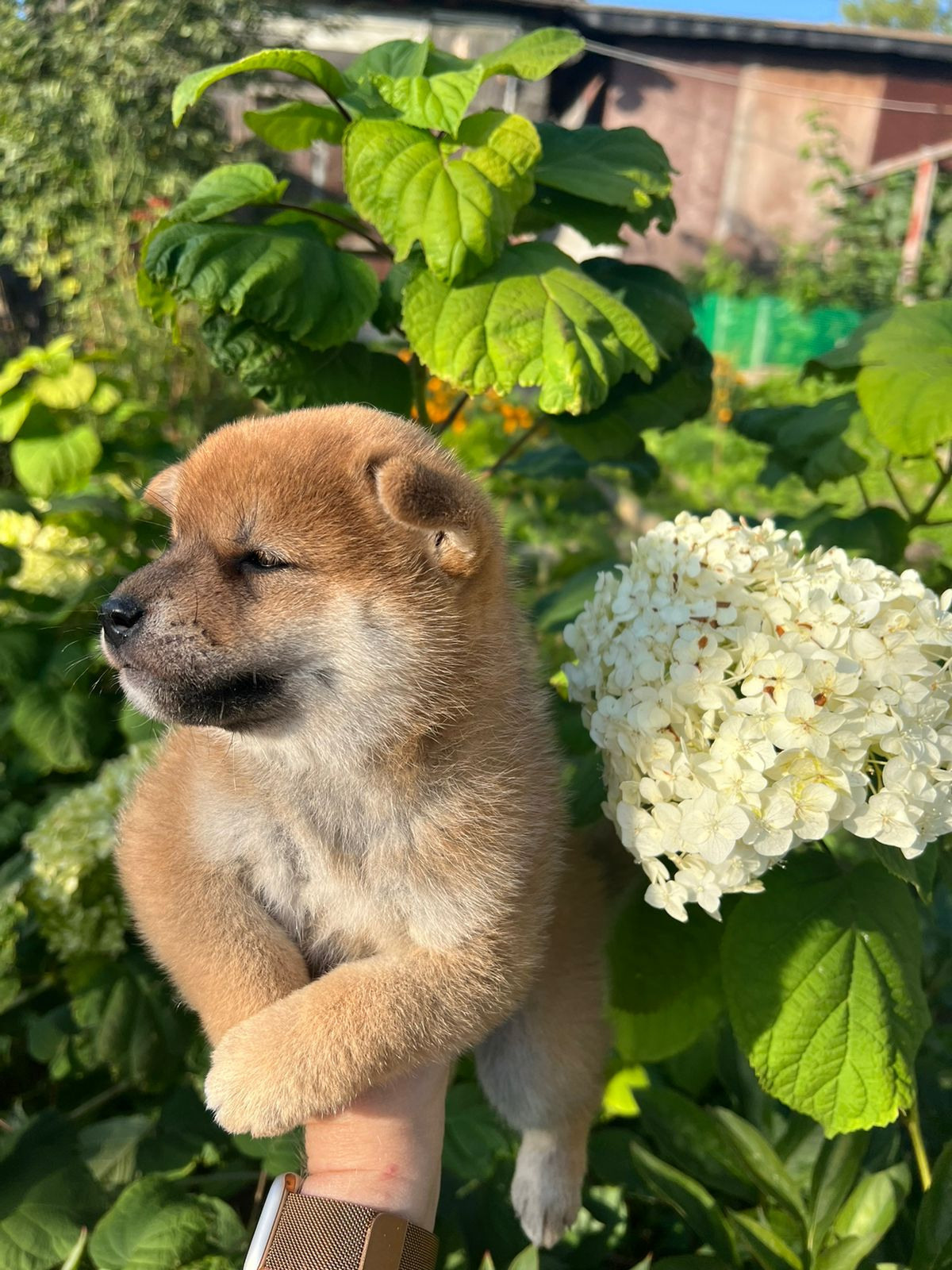 сиба питомник Рубилайт щенки на продажу rubylight  сиба щенки купить СПб Санкт-Петербург 