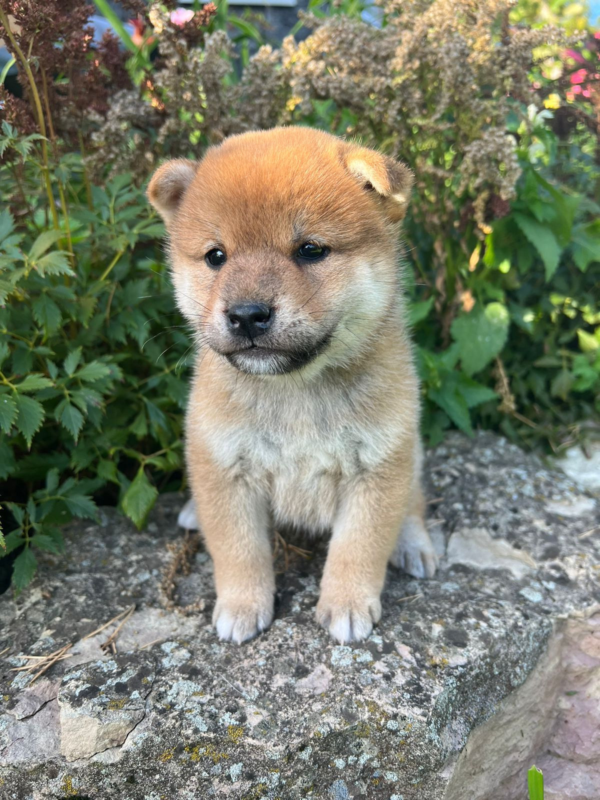 сиба питомник Рубилайт щенки на продажу rubylight  сиба щенки купить СПб Санкт-Петербург 