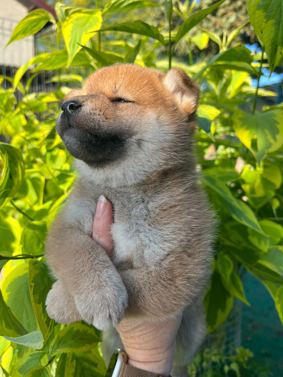 сиба питомник Рубилайт щенки на продажу rubylight  сиба щенки купить СПб Санкт-Петербург 