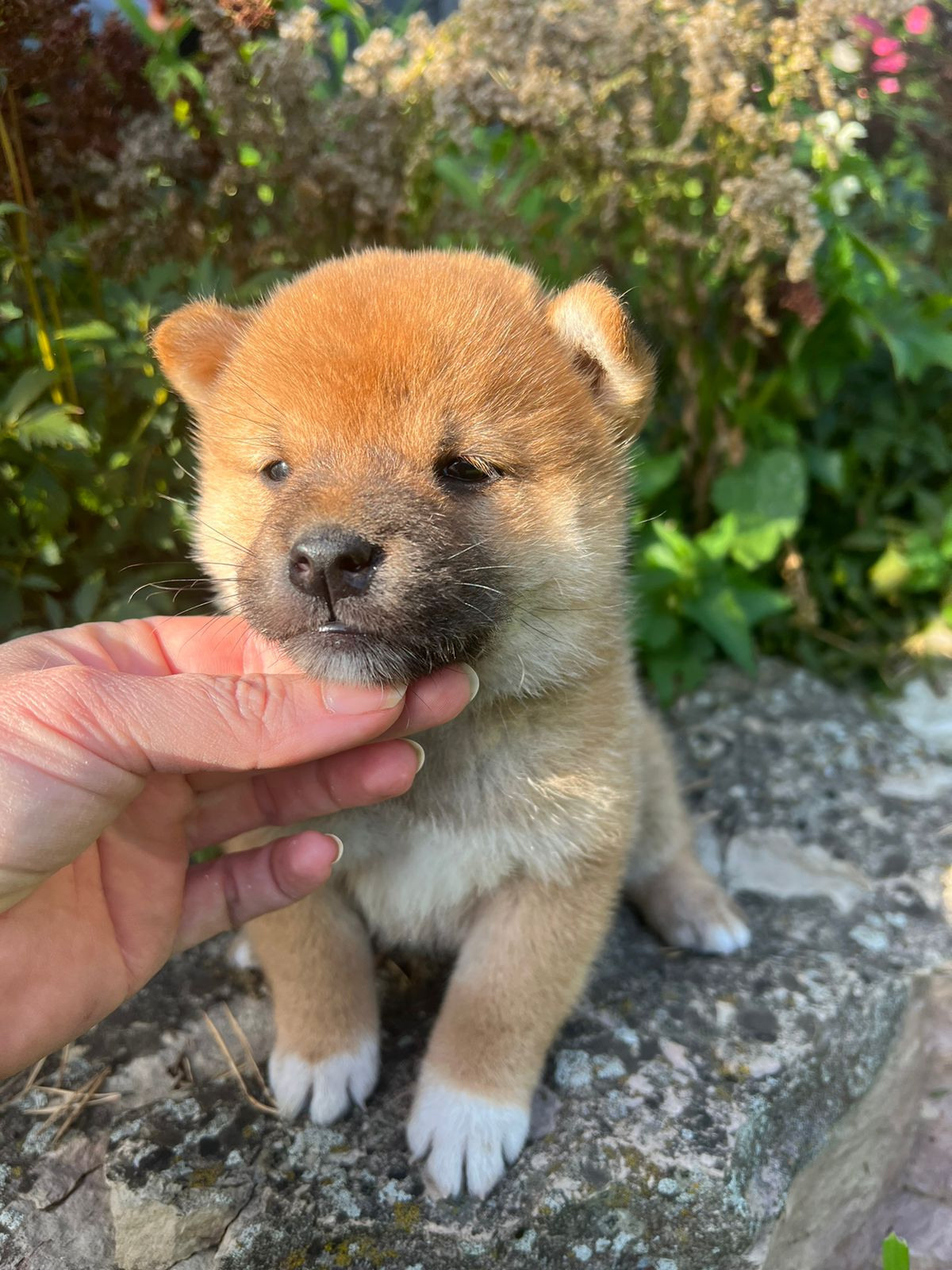 Сиба Rubylight Zack питомник Рубилайт 