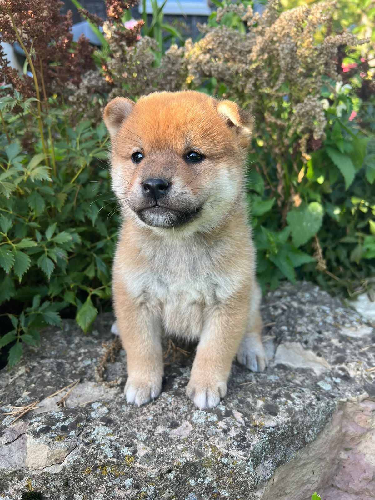 сиба питомник Рубилайт щенки на продажу rubylight  сиба щенки купить СПб Санкт-Петербург 