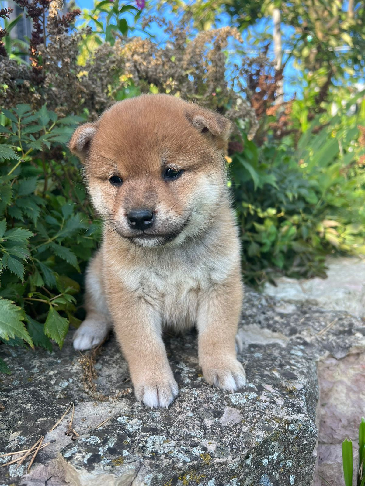 сиба питомник Рубилайт щенки на продажу rubylight  сиба щенки купить СПб Санкт-Петербург 