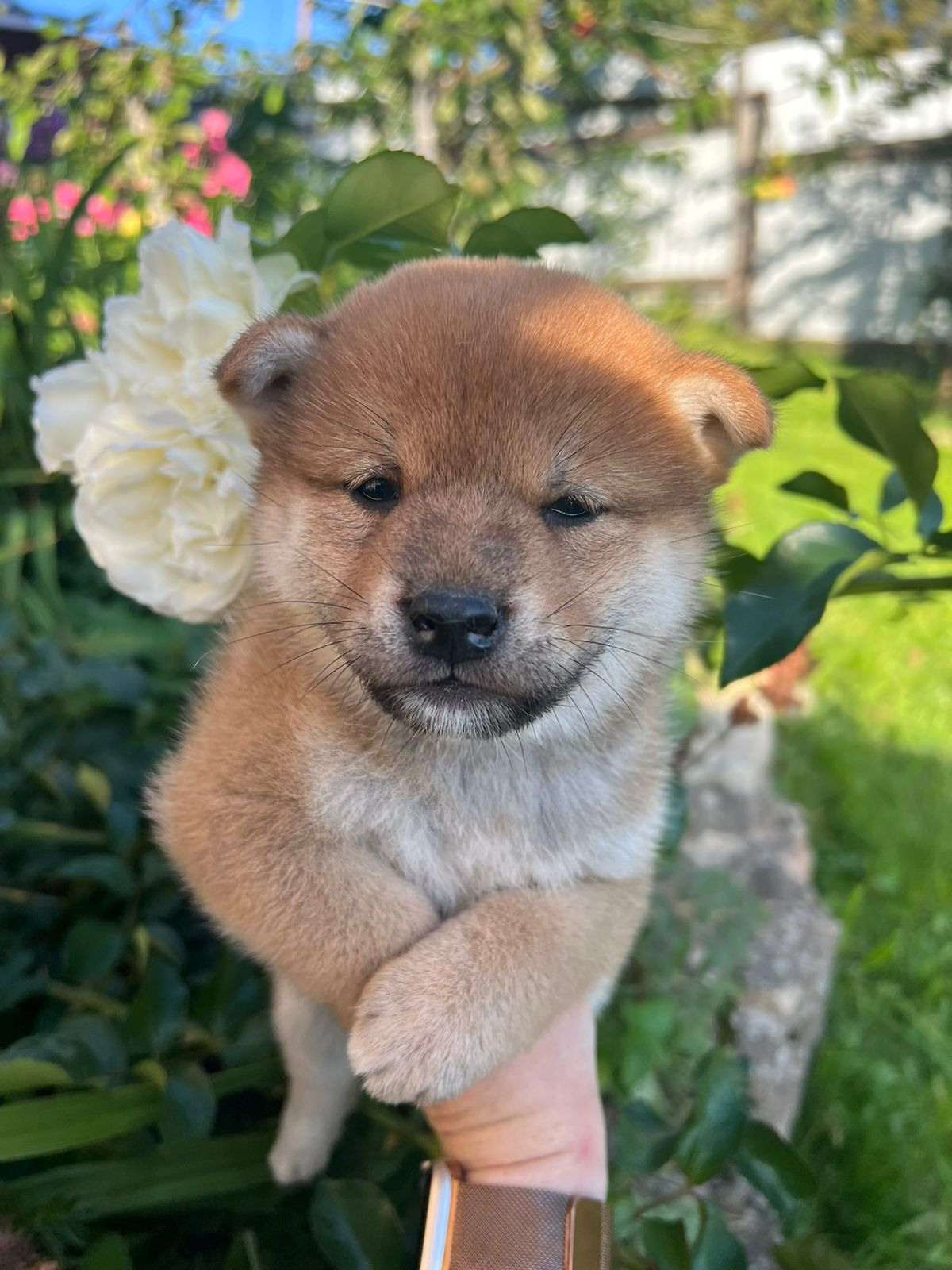 сиба питомник Рубилайт щенки на продажу rubylight  сиба щенки купить СПб Санкт-Петербург 