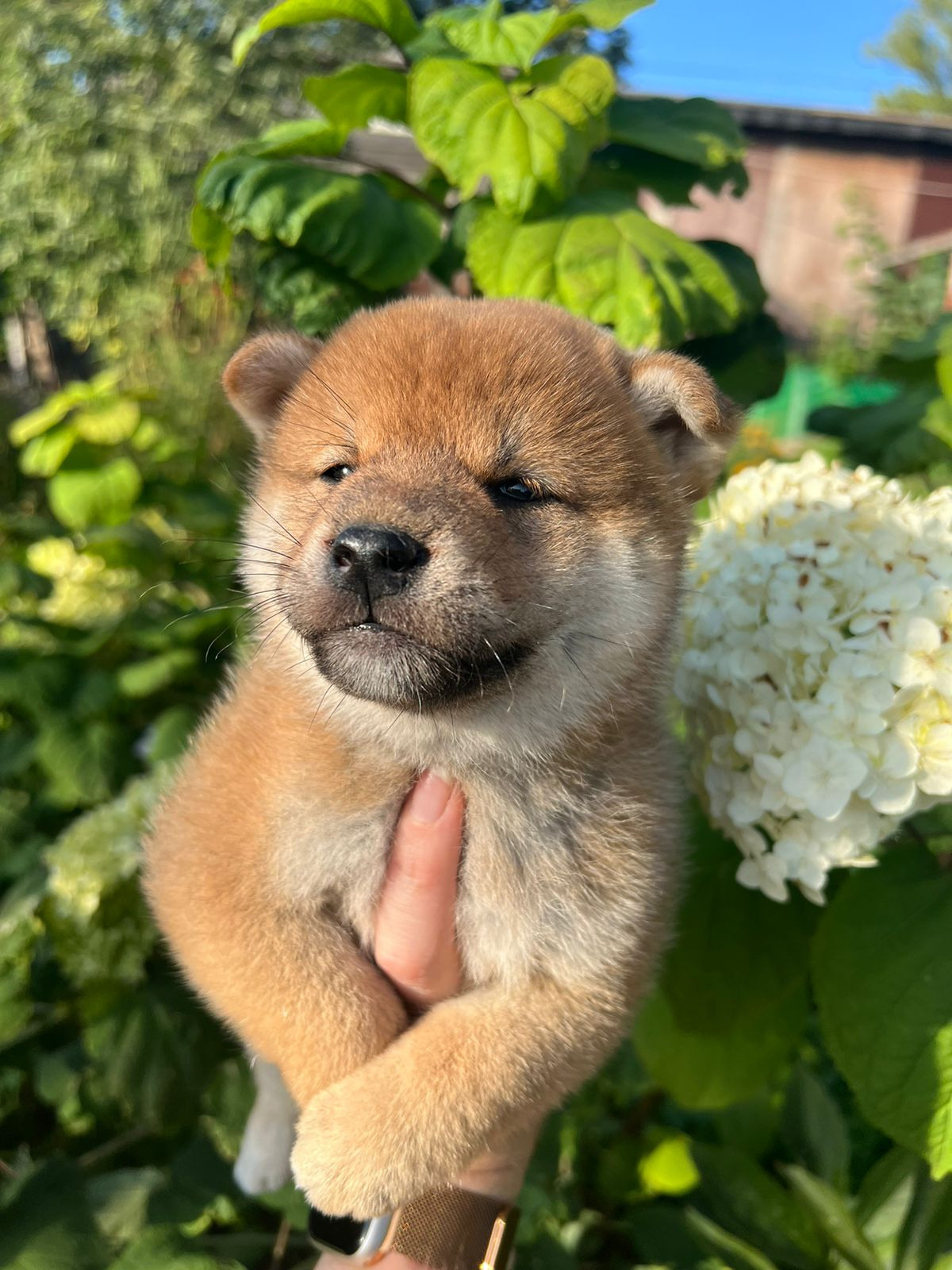 сиба питомник Рубилайт щенки на продажу rubylight  сиба щенки купить СПб Санкт-Петербург 