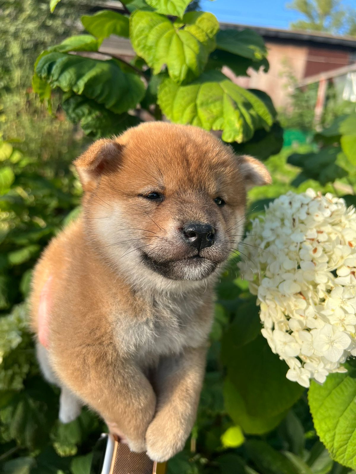 сиба питомник Рубилайт щенки на продажу rubylight  сиба щенки купить СПб Санкт-Петербург 