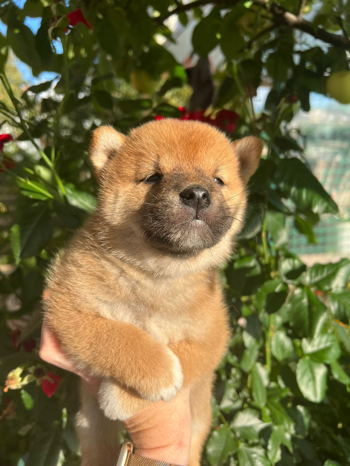 Сиба Rubylight Zack питомник Рубилайт 