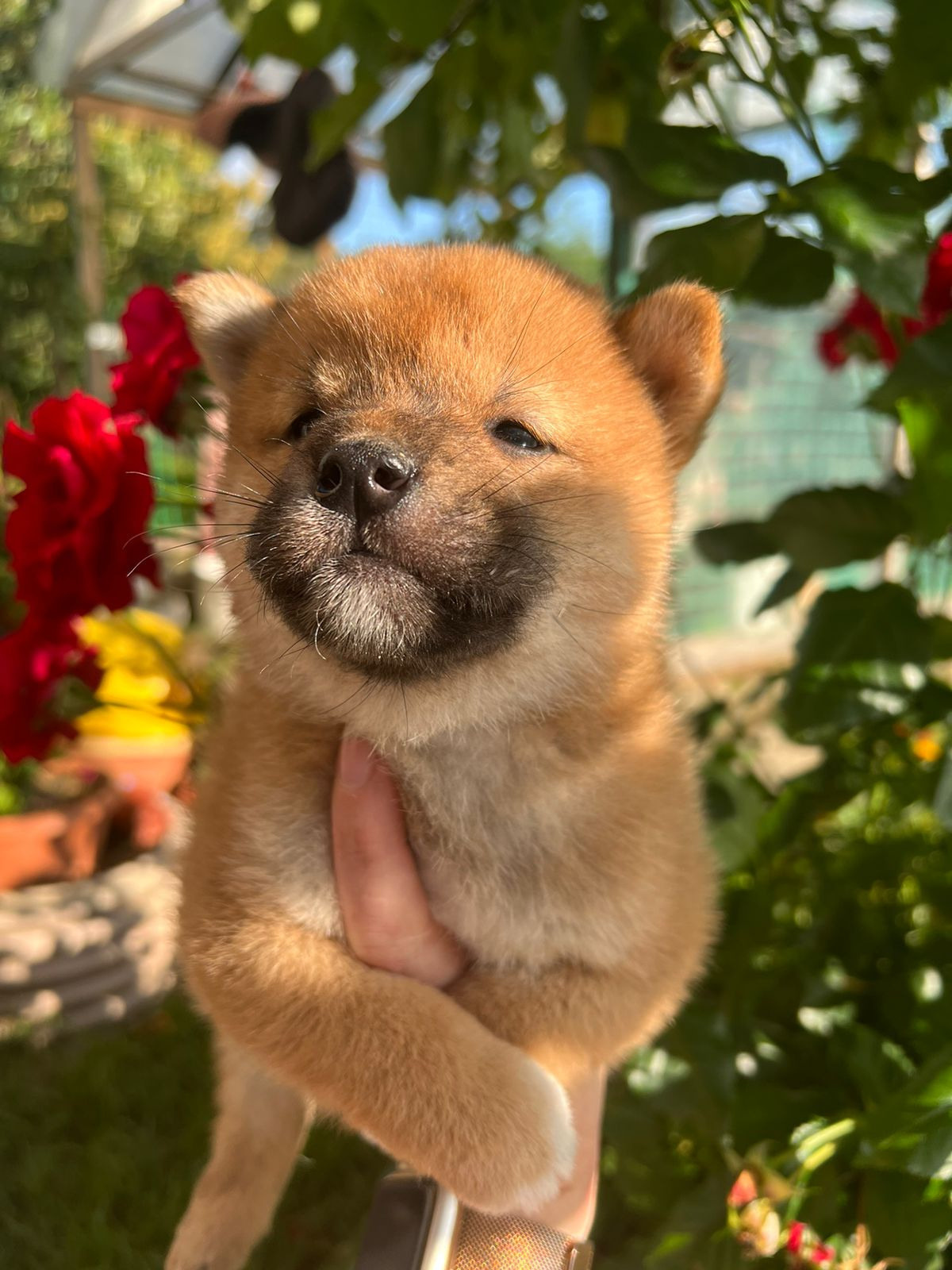 Сиба Rubylight Zack питомник Рубилайт 