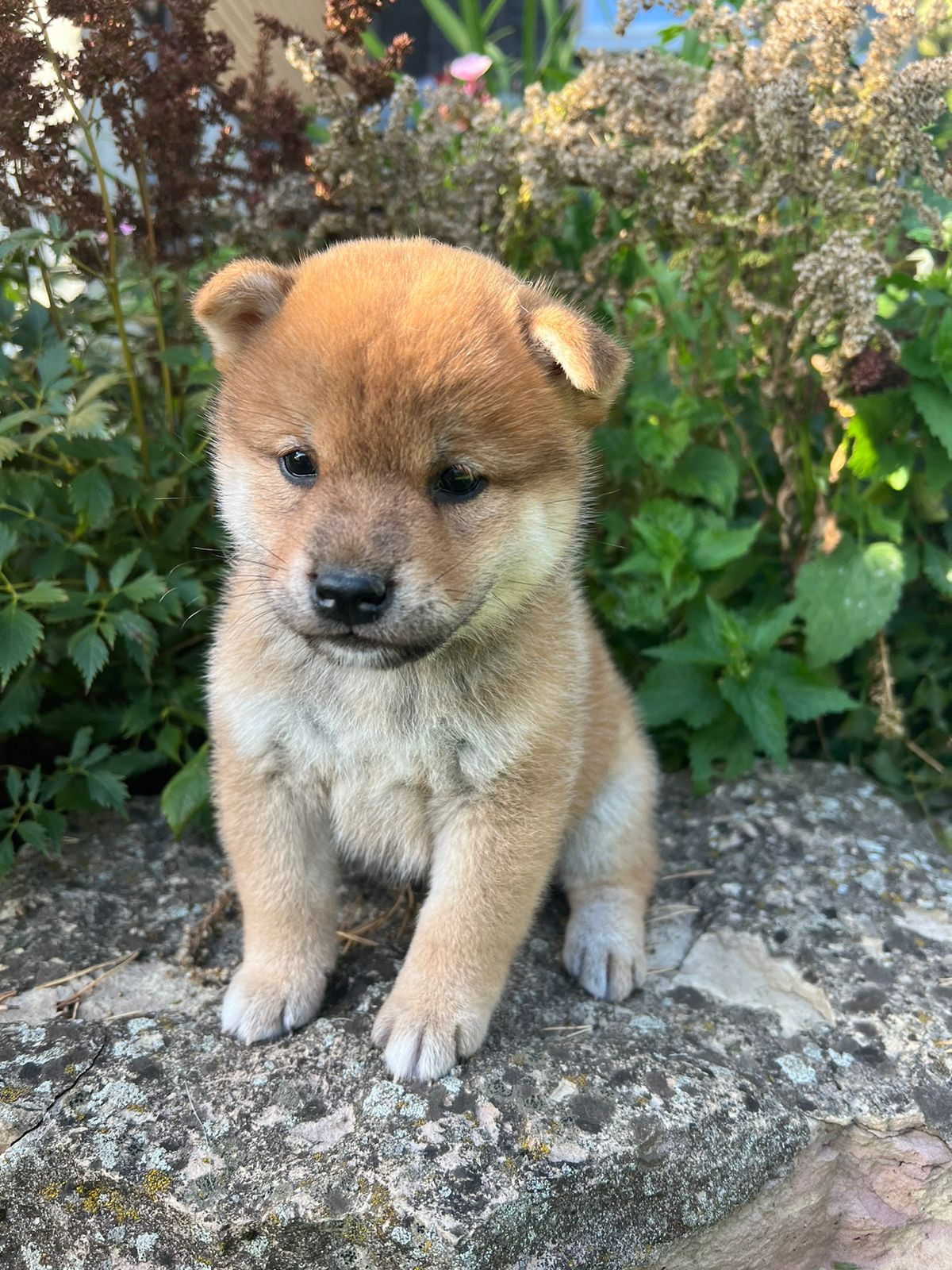 сиба питомник Рубилайт щенки на продажу rubylight  сиба щенки купить СПб Санкт-Петербург 