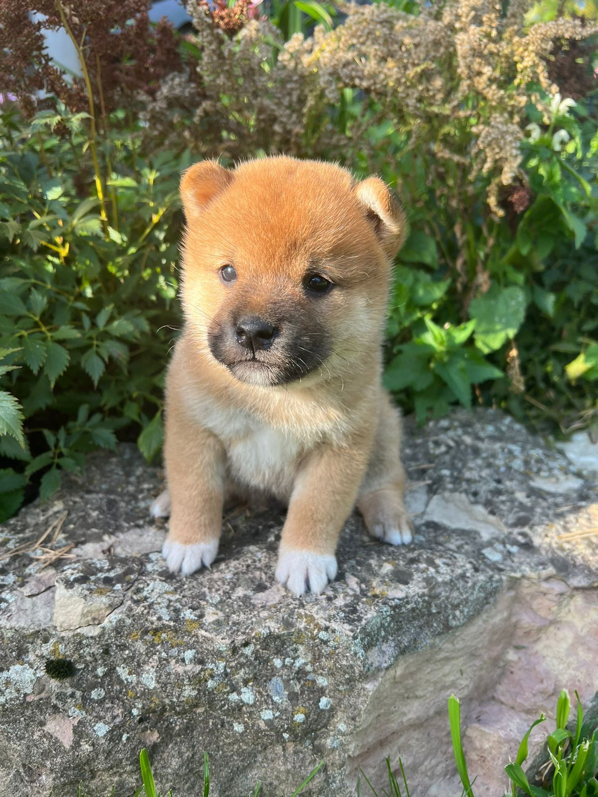 Сиба Rubylight Zack питомник Рубилайт 