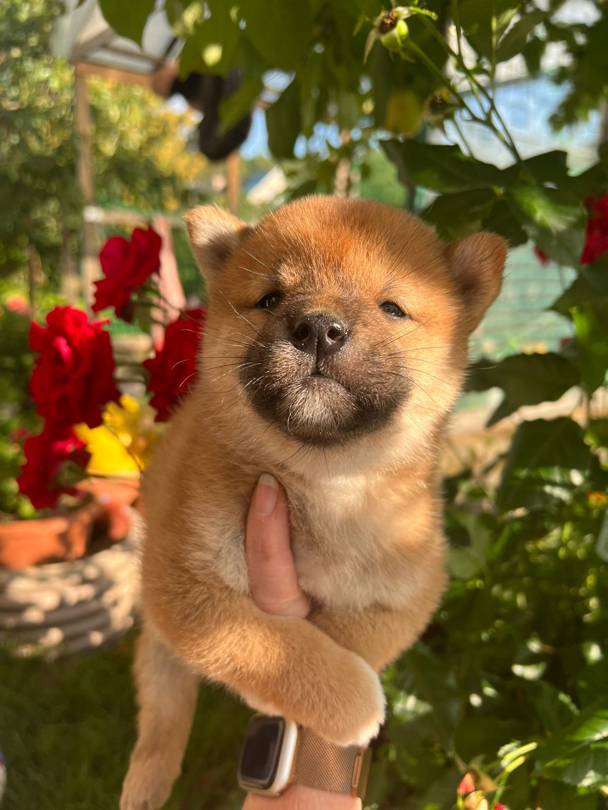 Сиба Rubylight Zack питомник Рубилайт 