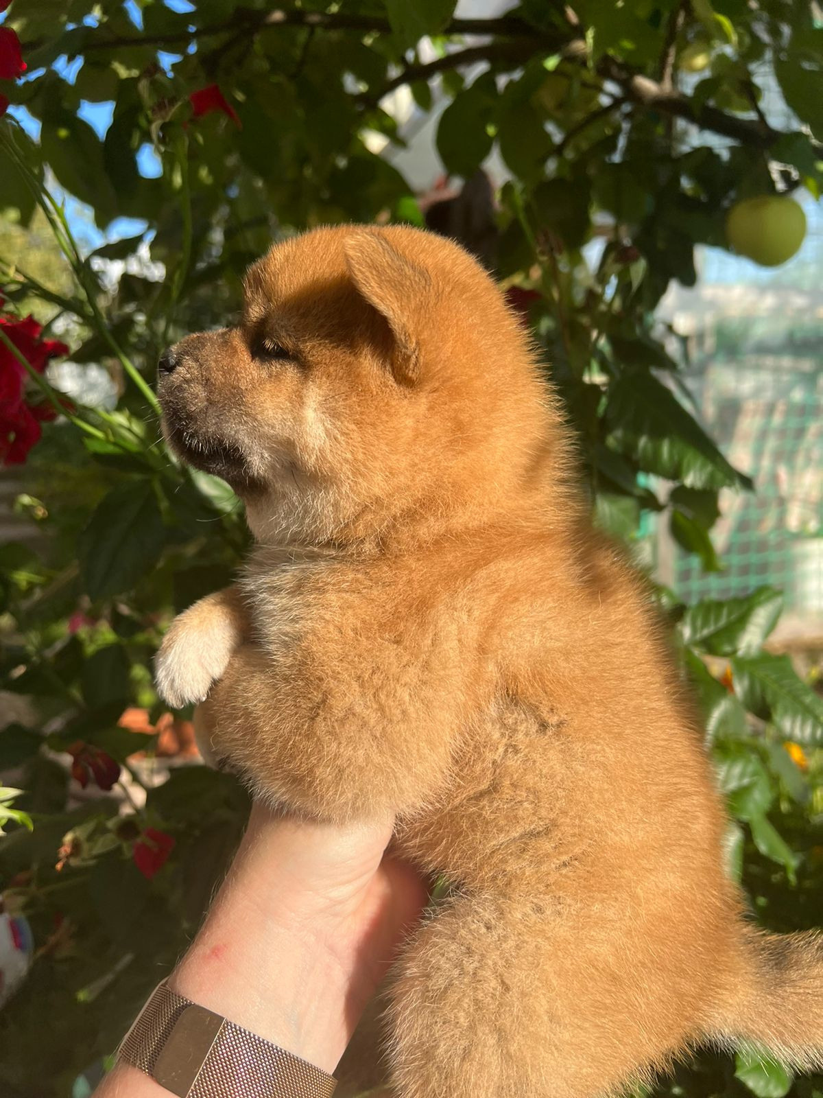 Сиба Rubylight Zack питомник Рубилайт 