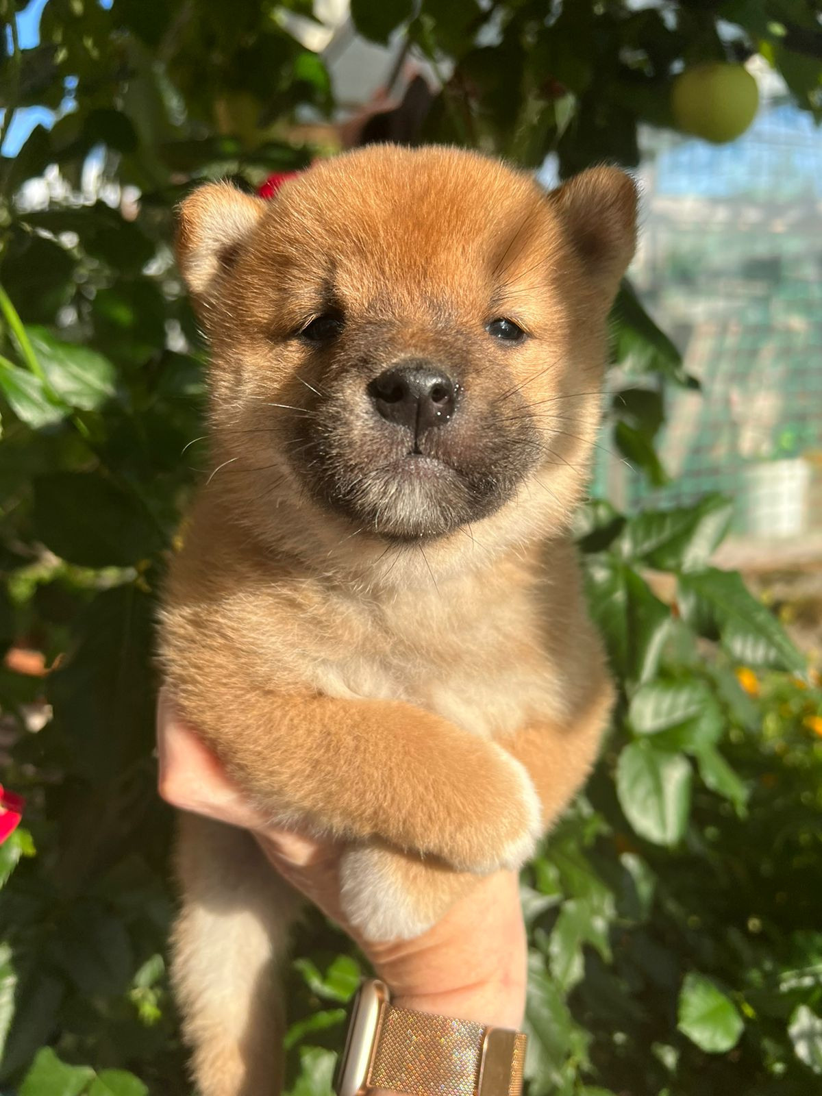 Сиба Rubylight Zack питомник Рубилайт 