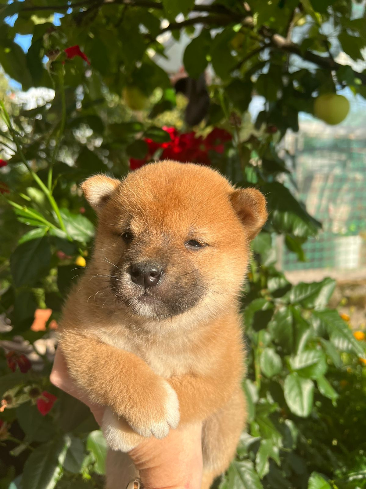 Сиба Rubylight Zack питомник Рубилайт 