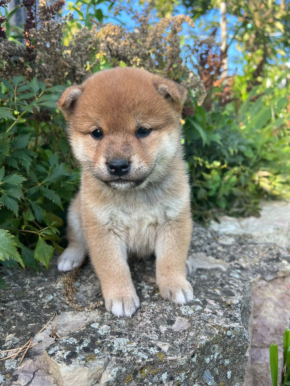 сиба питомник Рубилайт щенки на продажу rubylight  сиба щенки купить СПб Санкт-Петербург 