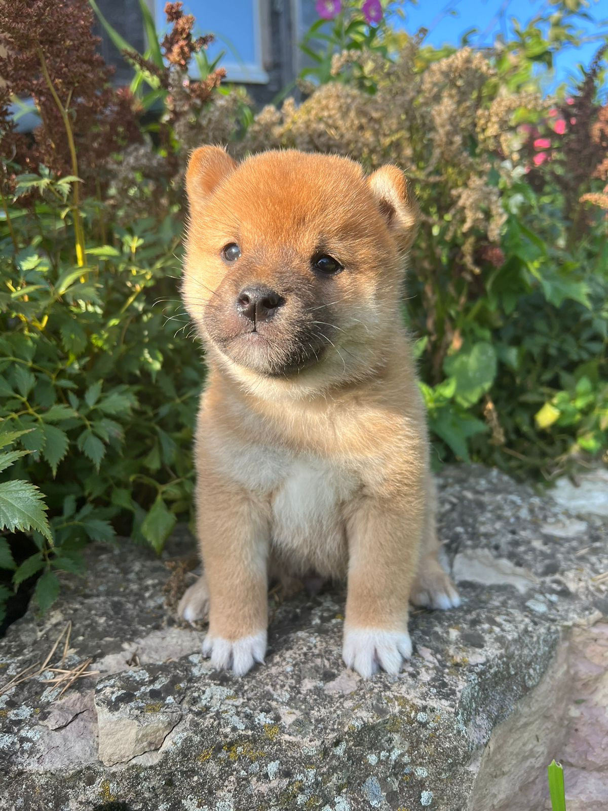 Сиба Rubylight Zack питомник Рубилайт 