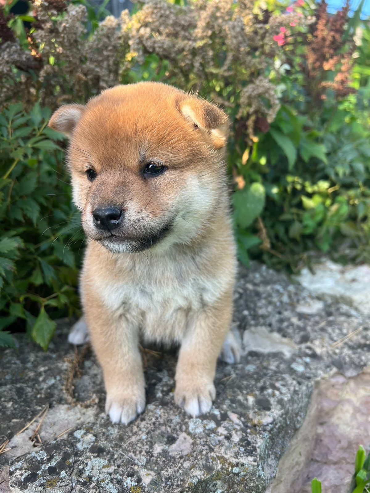 сиба питомник Рубилайт щенки на продажу rubylight  сиба щенки купить СПб Санкт-Петербург 