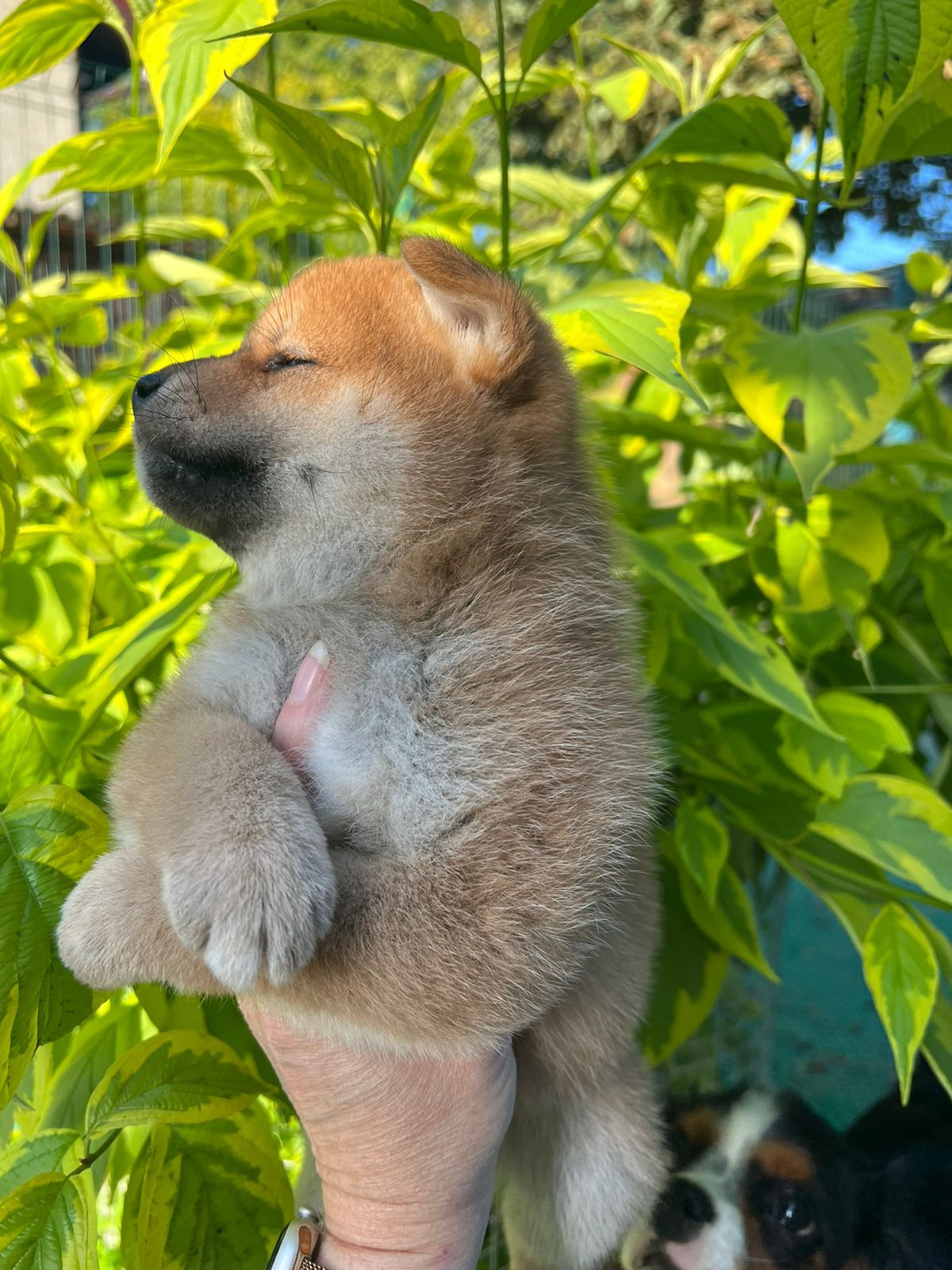 сиба питомник Рубилайт щенки на продажу rubylight  сиба щенки купить СПб Санкт-Петербург 