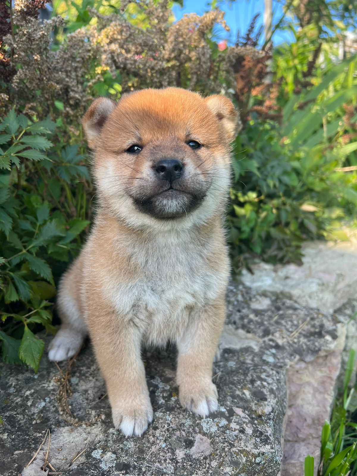 сиба питомник Рубилайт щенки на продажу rubylight  сиба щенки купить СПб Санкт-Петербург 