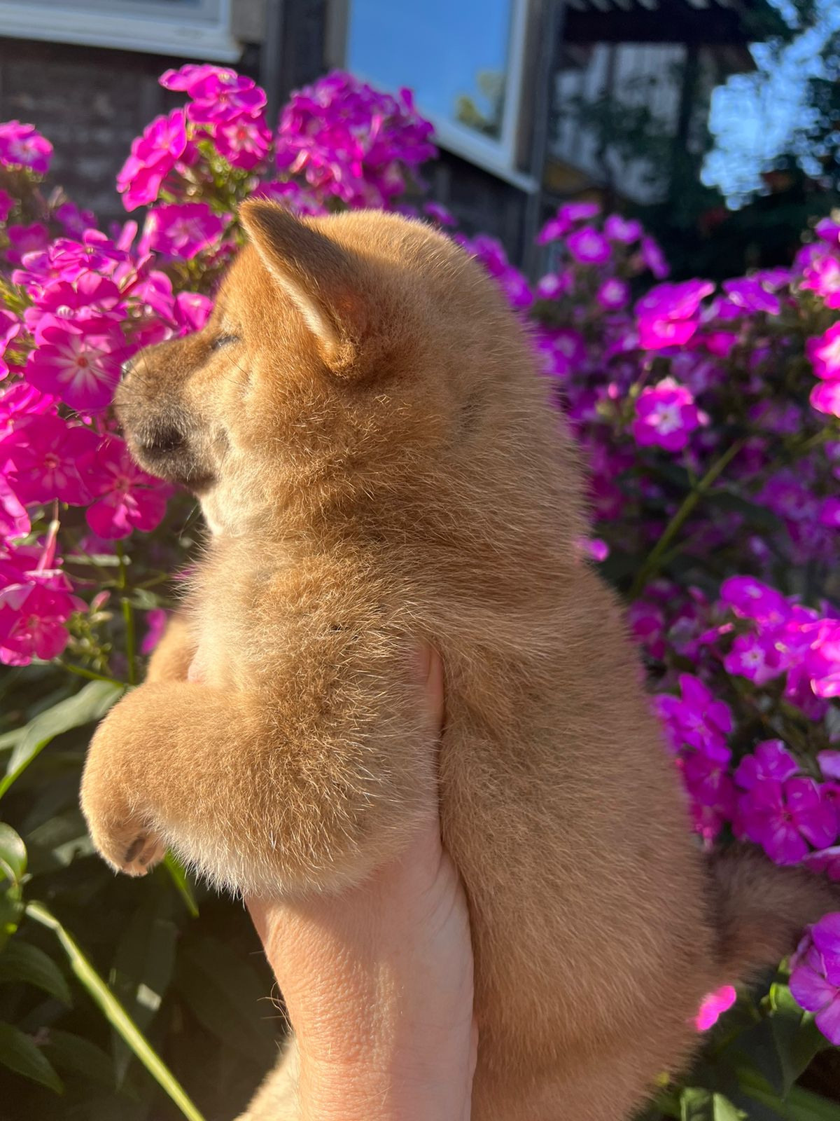 Сиба Rubylight Zoe питомник Рубилайт 