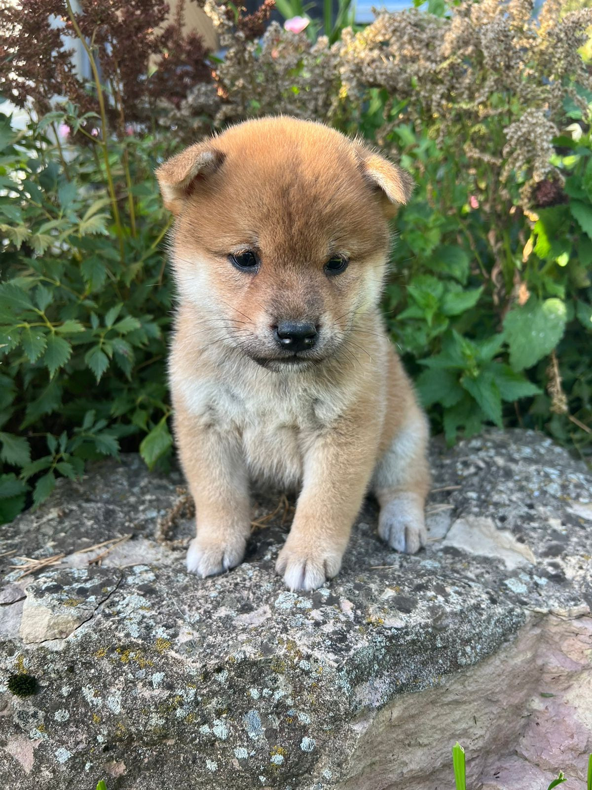 сиба питомник Рубилайт щенки на продажу rubylight  сиба щенки купить СПб Санкт-Петербург 