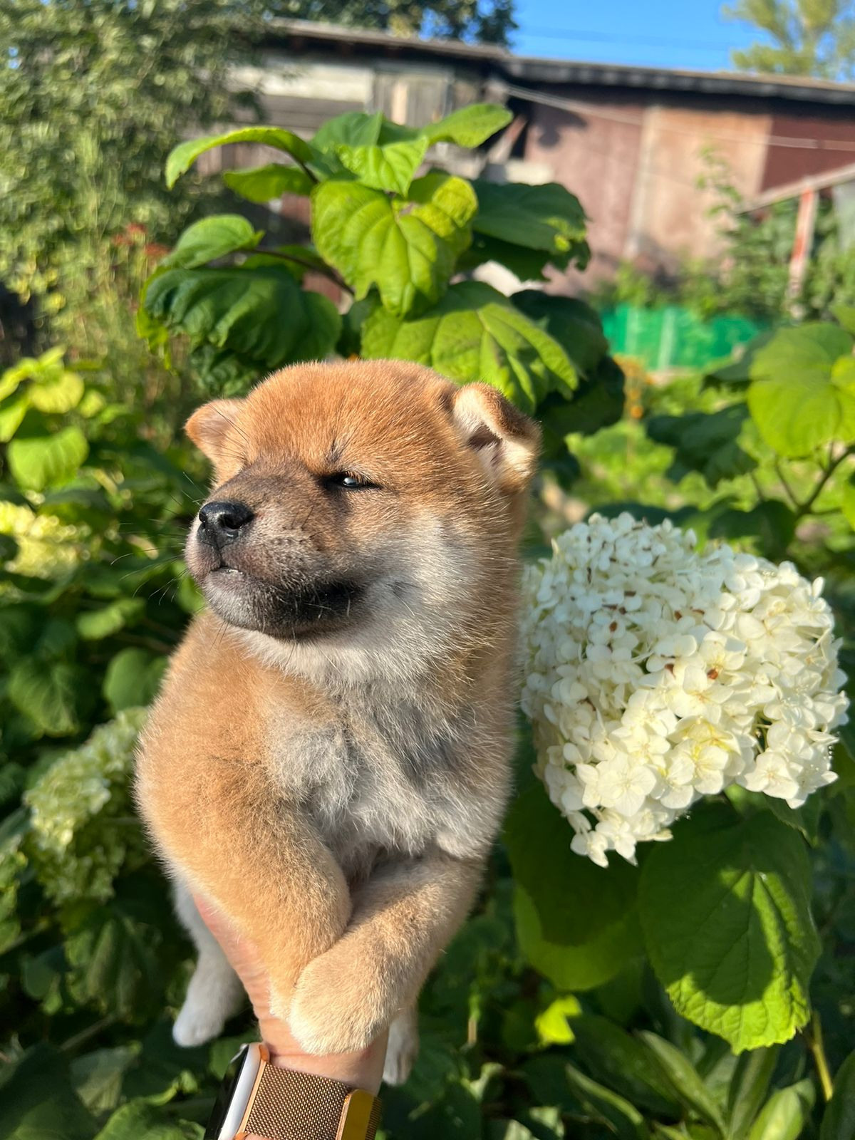 сиба питомник Рубилайт щенки на продажу rubylight  сиба щенки купить СПб Санкт-Петербург 