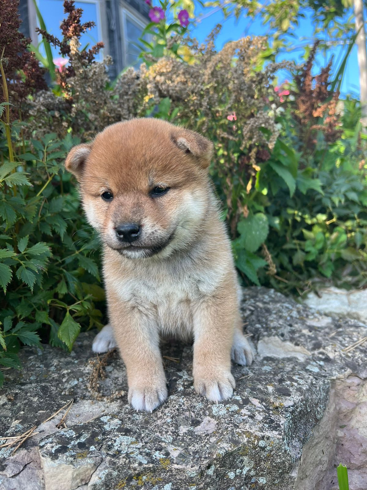 сиба питомник Рубилайт щенки на продажу rubylight  сиба щенки купить СПб Санкт-Петербург 