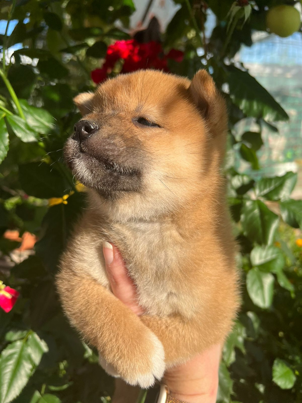 Сиба Rubylight Zack питомник Рубилайт 