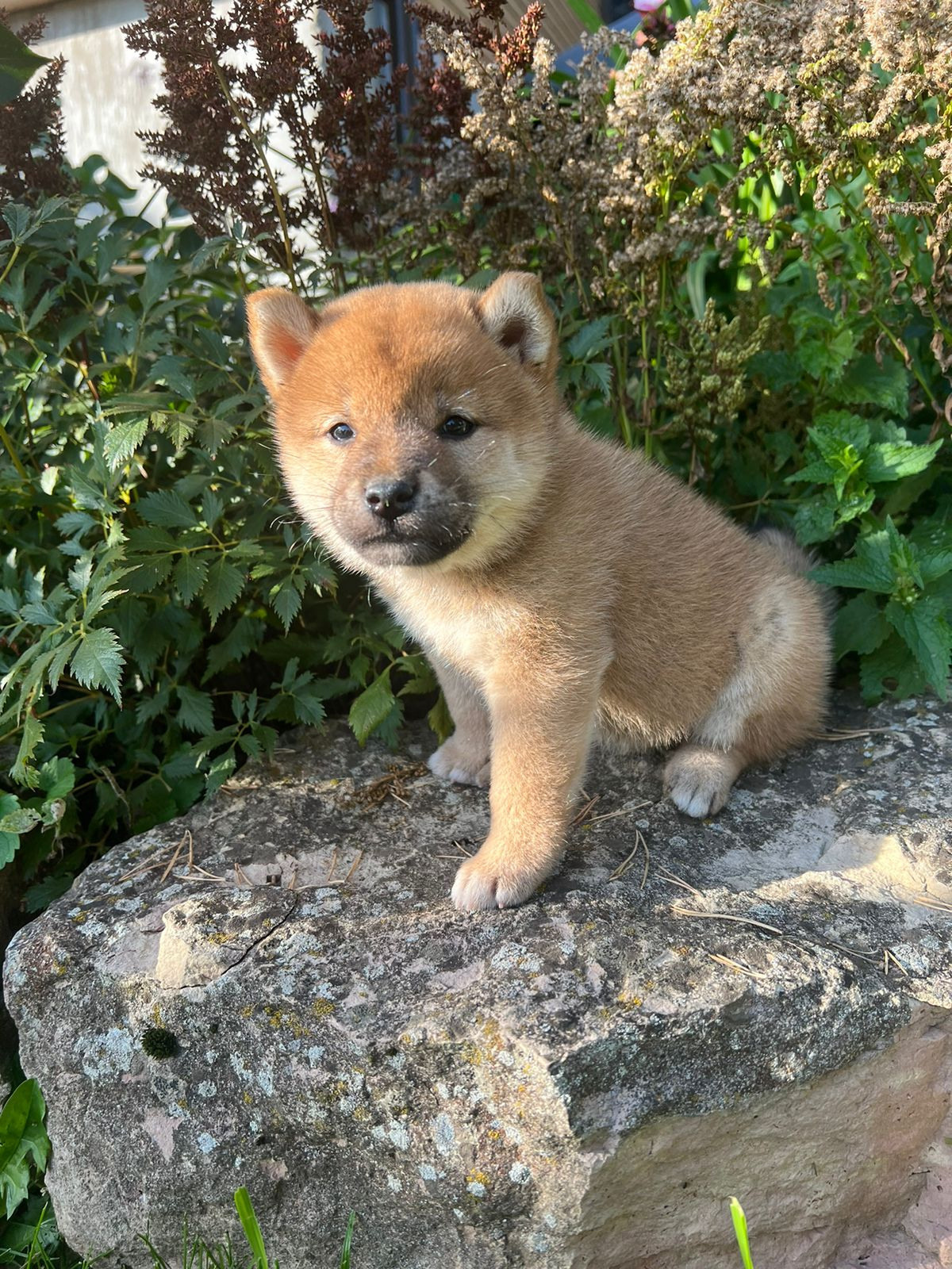 Сиба Rubylight Zoe питомник Рубилайт 