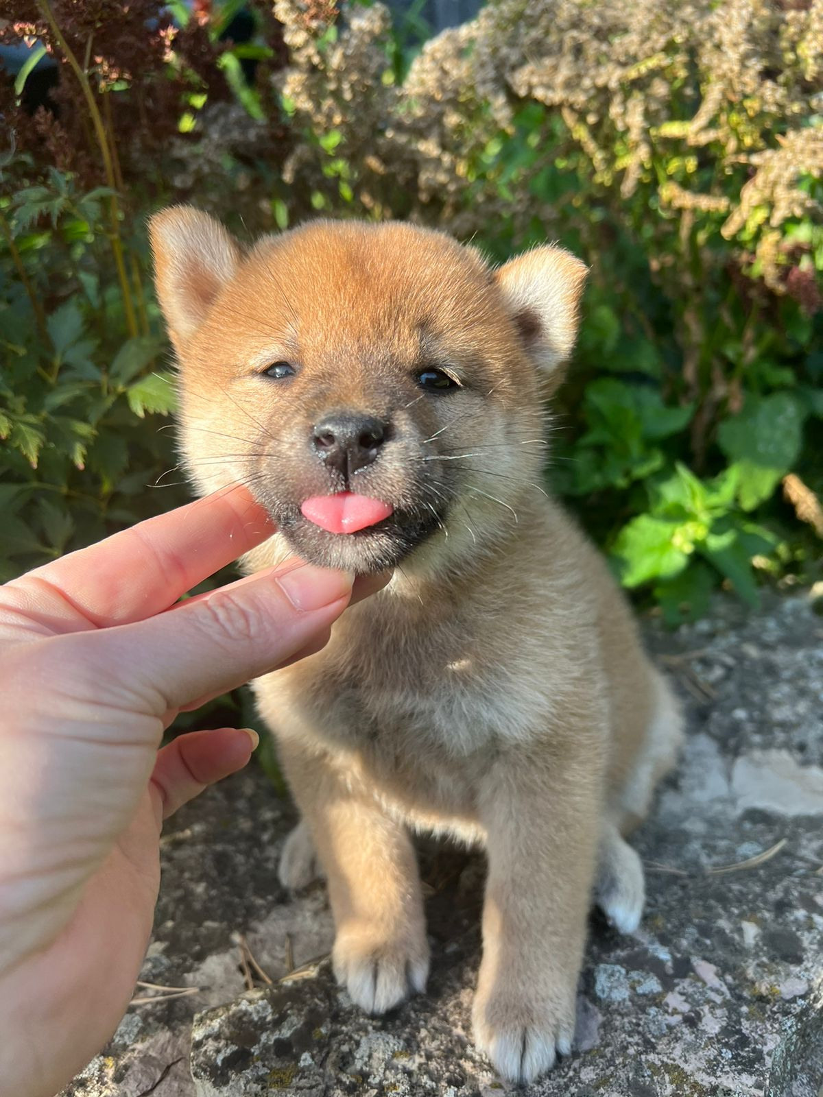 Сиба Rubylight Zoe питомник Рубилайт 