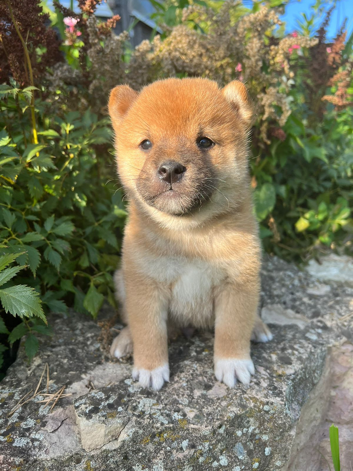 Сиба Rubylight Zack питомник Рубилайт 