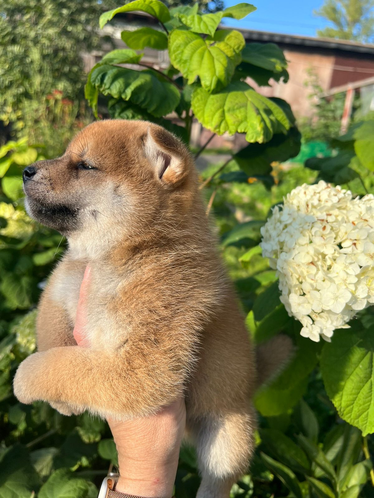 сиба питомник Рубилайт щенки на продажу rubylight  сиба щенки купить СПб Санкт-Петербург 