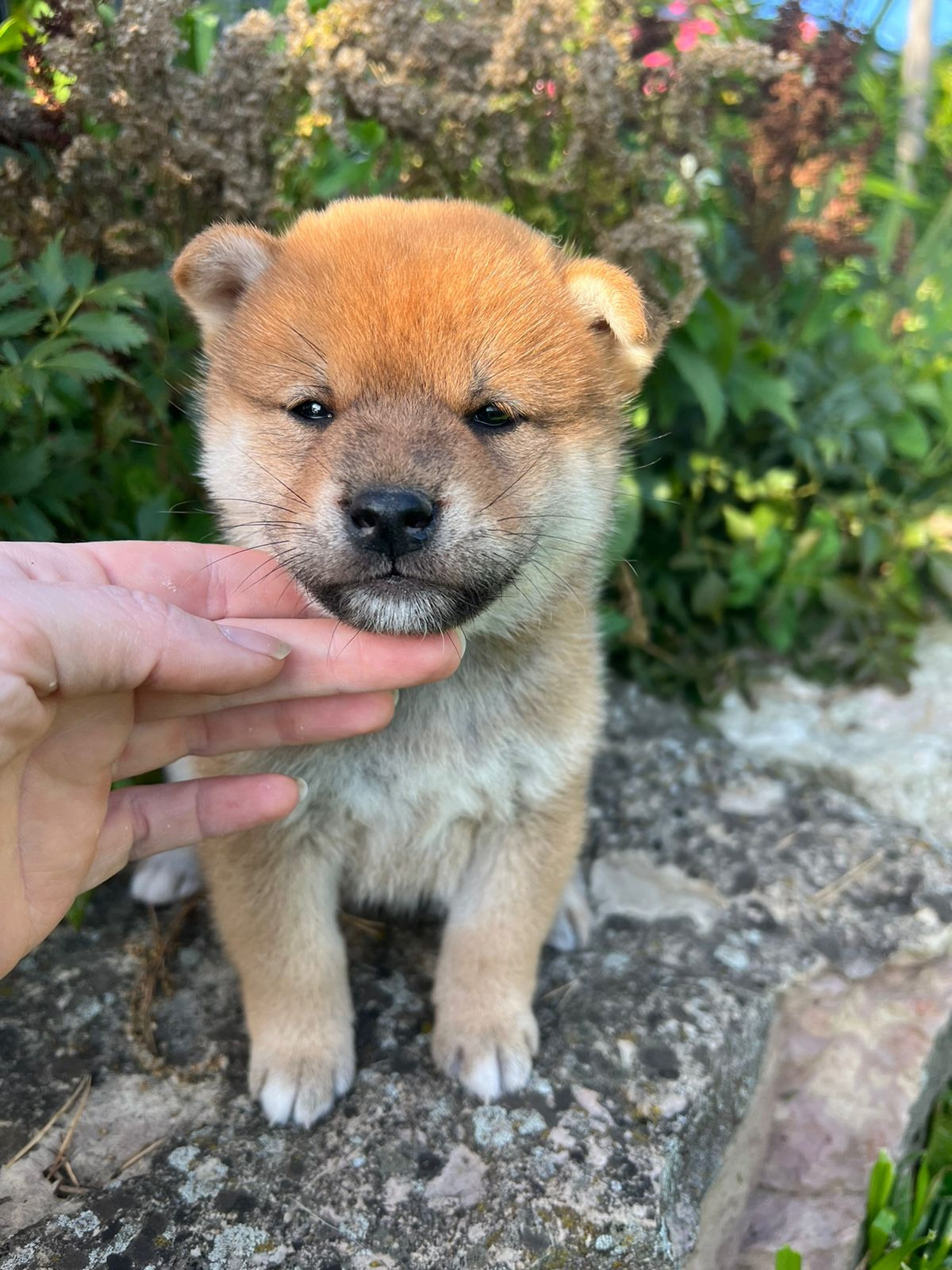 сиба питомник Рубилайт щенки на продажу rubylight  сиба щенки купить СПб Санкт-Петербург 