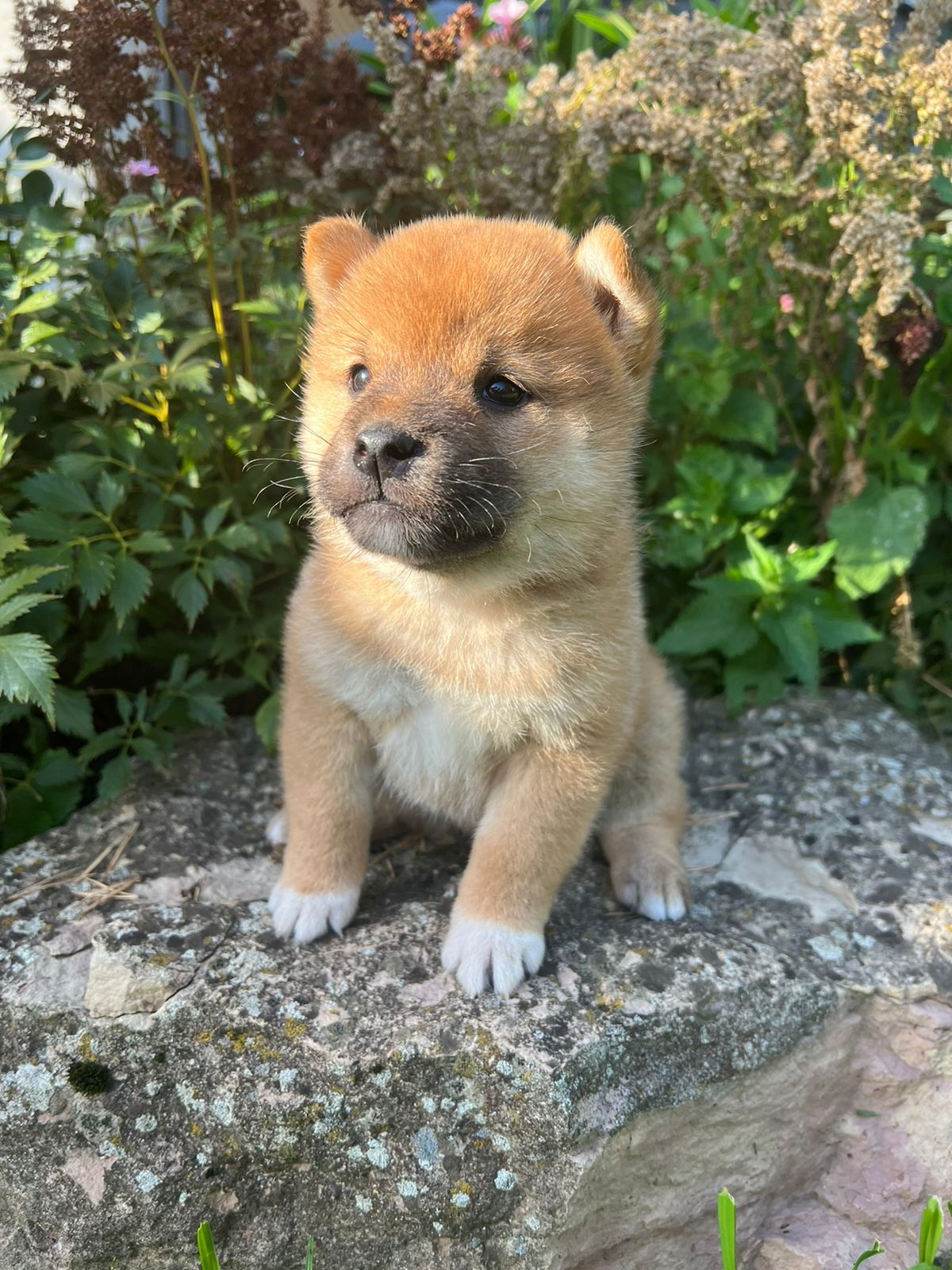 Сиба Rubylight Zack питомник Рубилайт 