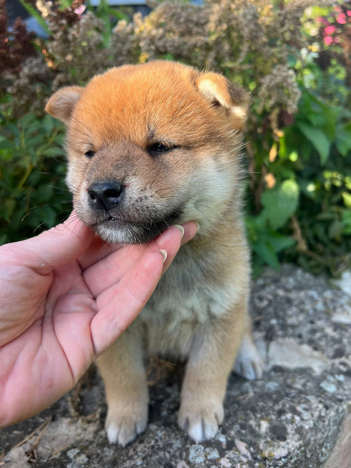 сиба питомник Рубилайт щенки на продажу rubylight  сиба щенки купить СПб Санкт-Петербург 