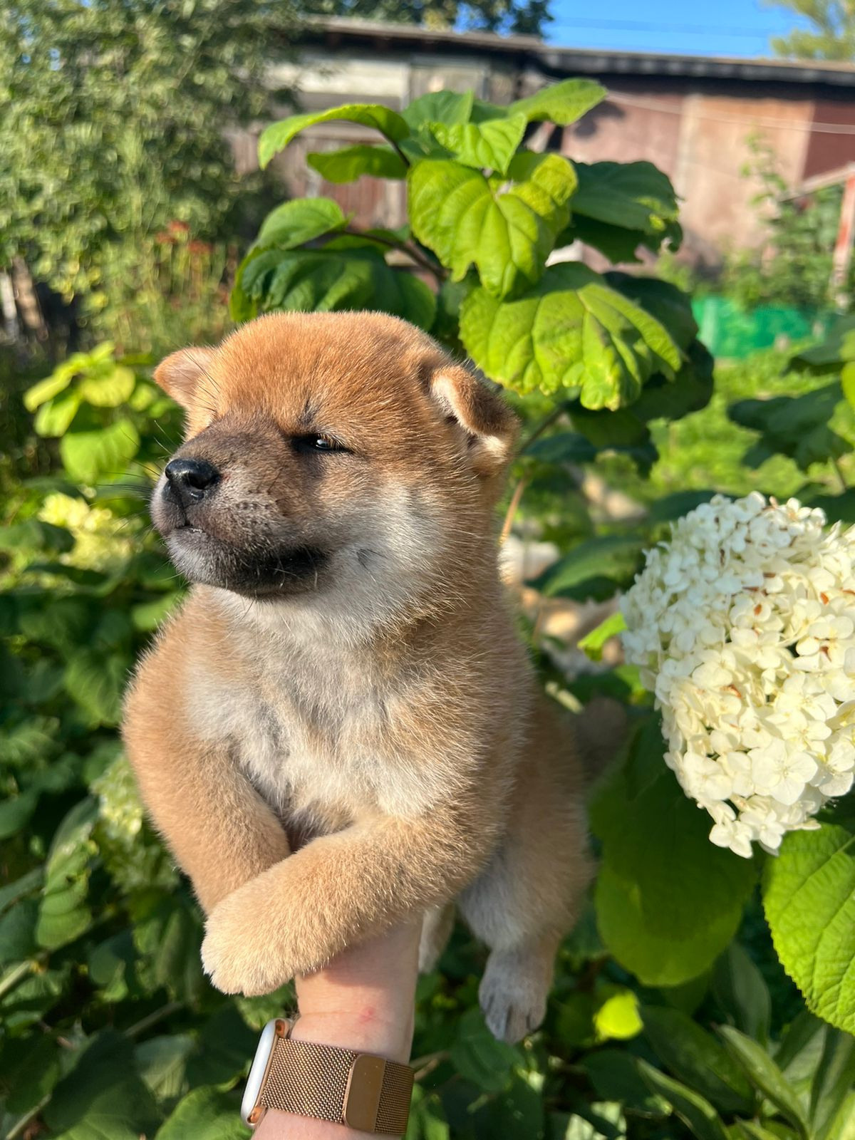 сиба питомник Рубилайт щенки на продажу rubylight  сиба щенки купить СПб Санкт-Петербург 