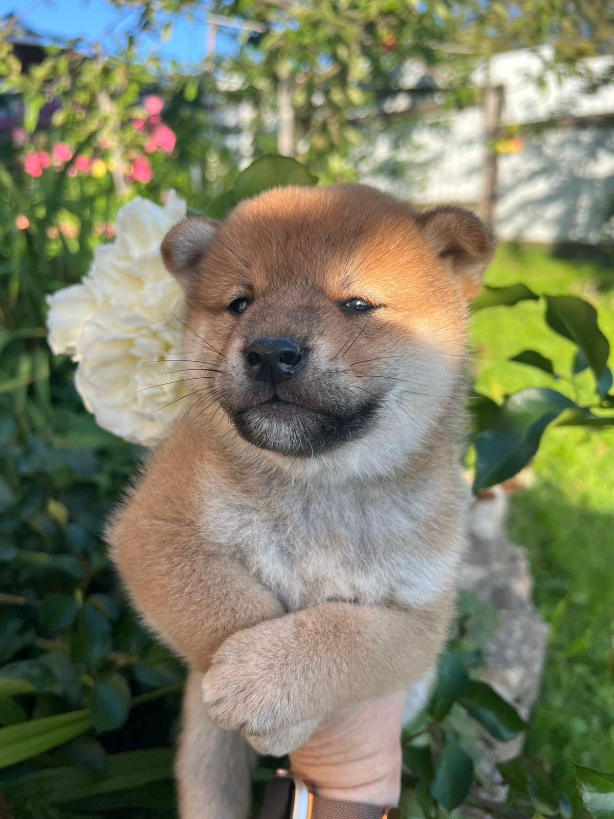 сиба питомник Рубилайт щенки на продажу rubylight  сиба щенки купить СПб Санкт-Петербург 