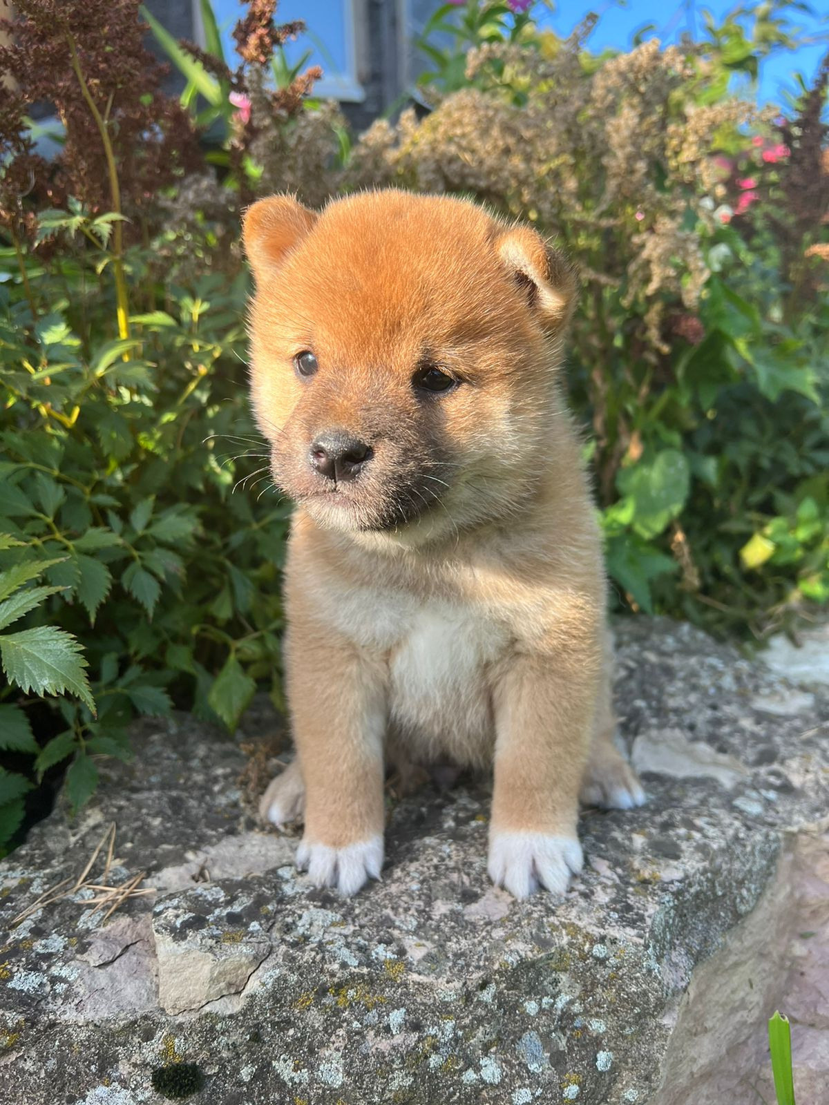 Сиба Rubylight Zack питомник Рубилайт 