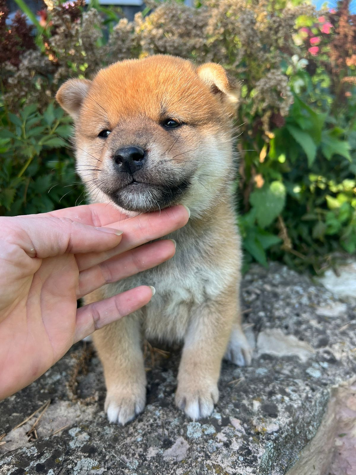 сиба питомник Рубилайт щенки на продажу rubylight  сиба щенки купить СПб Санкт-Петербург 