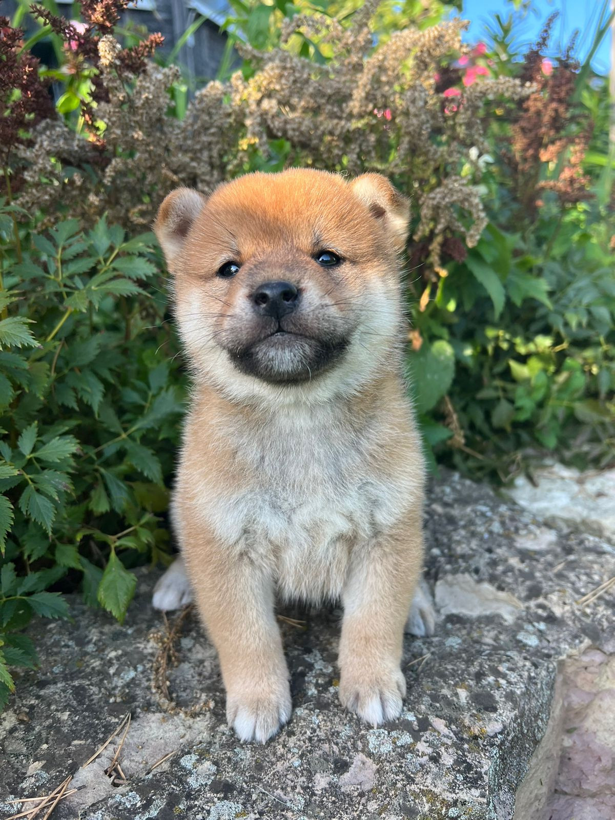 сиба питомник Рубилайт щенки на продажу rubylight  сиба щенки купить СПб Санкт-Петербург 