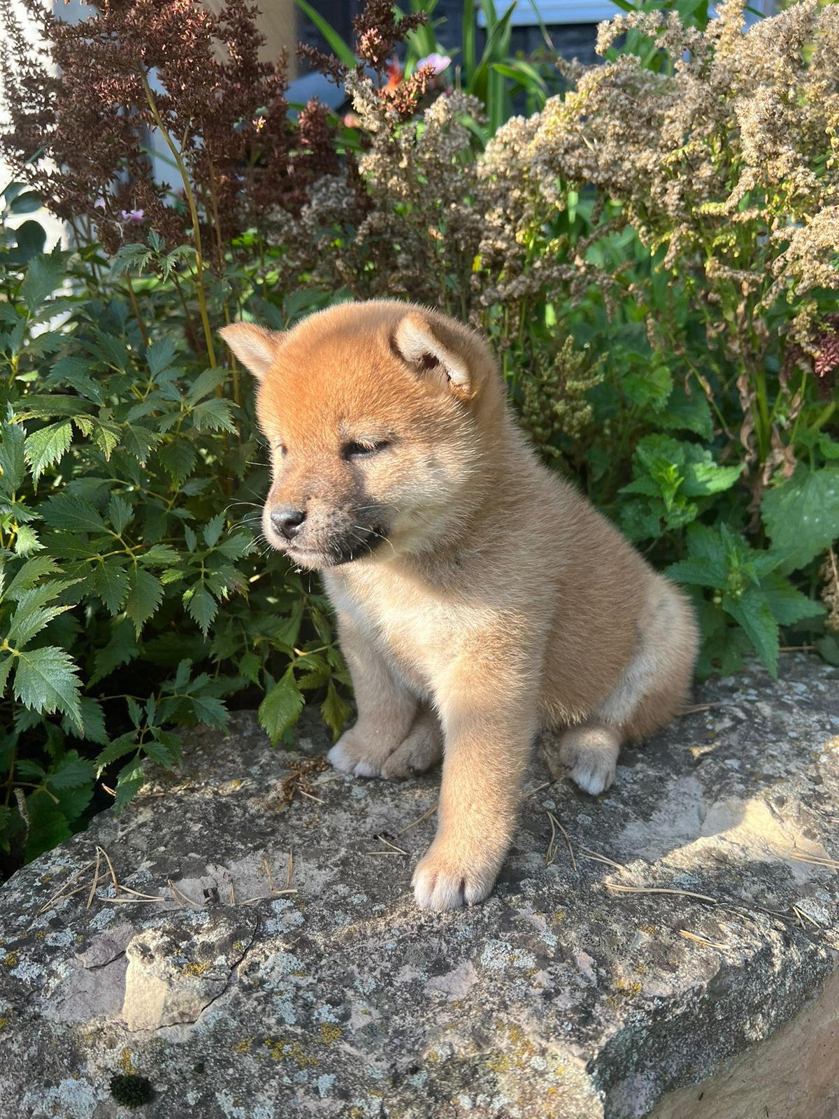 Сиба Rubylight Zoe питомник Рубилайт 