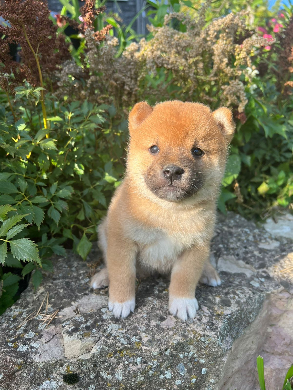 Сиба Rubylight Zack питомник Рубилайт 