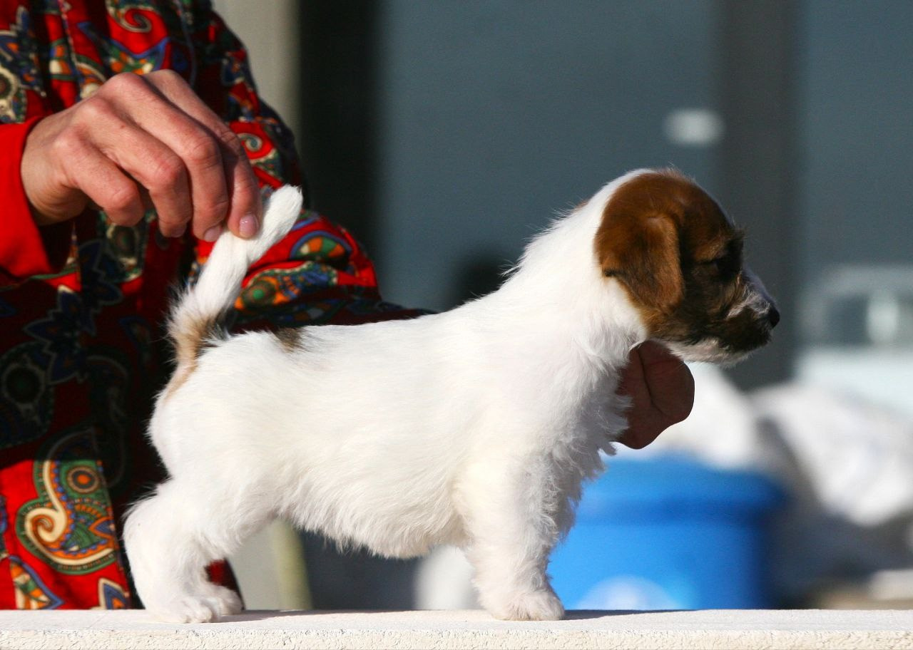 Сука 2. Lovely-Orange питомник джек рассел терьеров