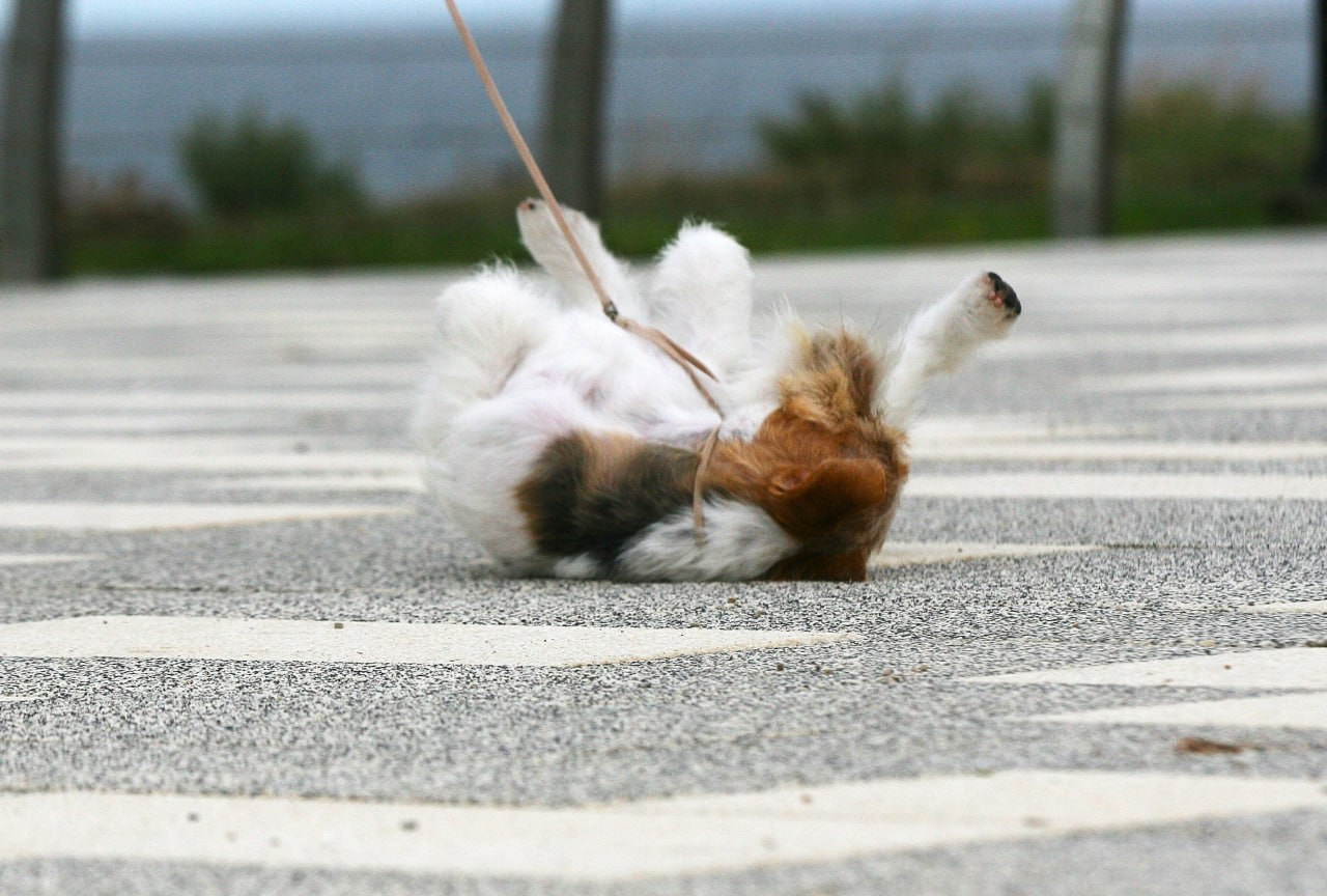 Lovely Orange Finka Del Mare Merlot. Lovely-Orange питомник джек рассел терьеров