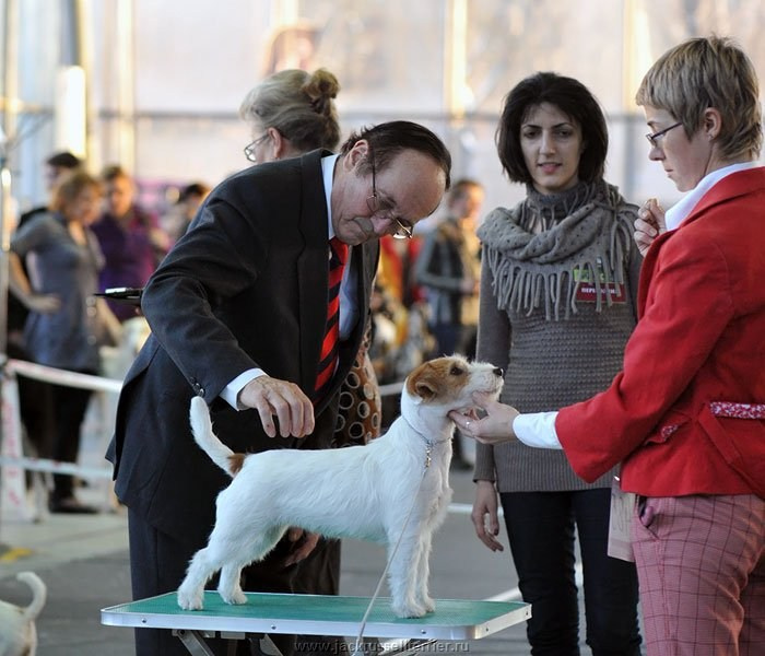 Выставка имени Сабанеева 2013. Lovely-Orange питомник джек рассел терьеров